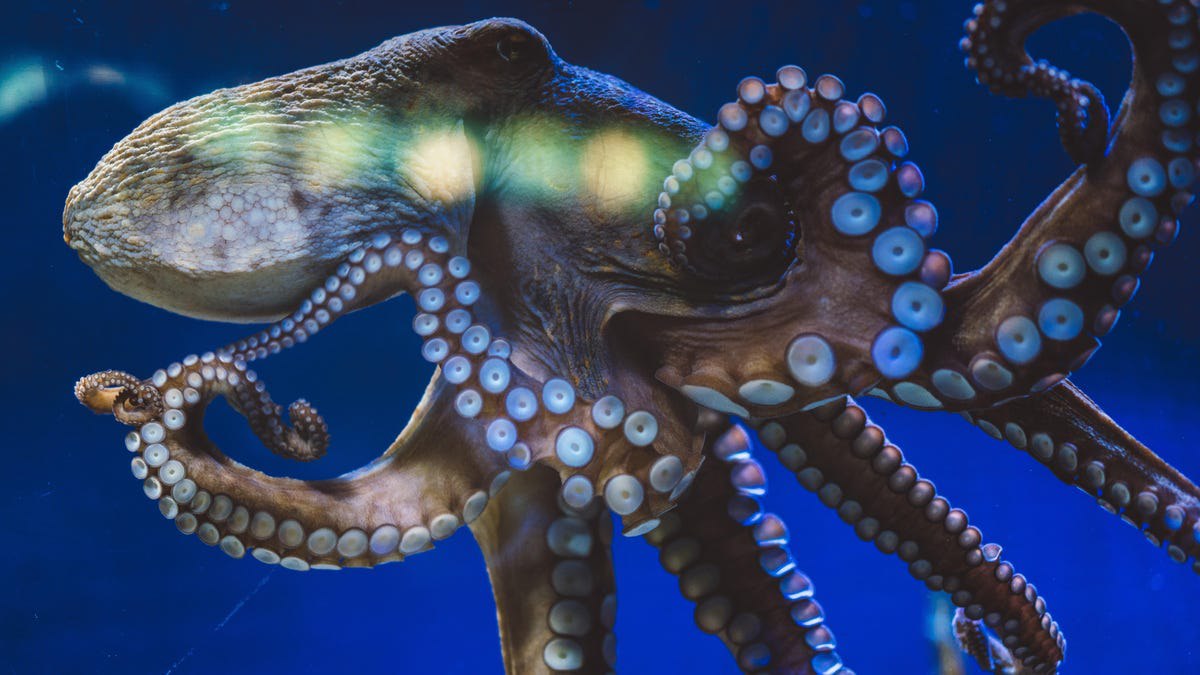 هوش مصنوعی کدنویس گوگل: افزودن قابلیت جدید به نرم‌افزار در چند دقیقه!