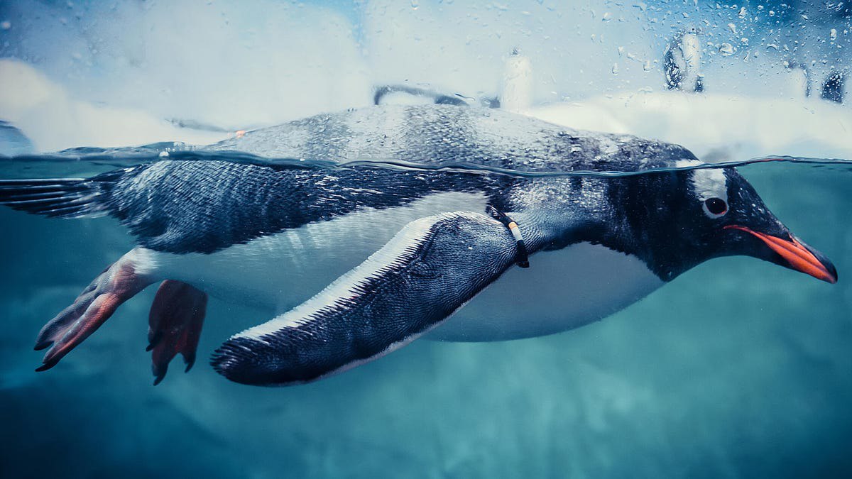 کرنل لینوکس ۶.۱۵ رسید: خداحافظی با قدیمی‌ها، آغوش باز برای انویدیا و سرعت!