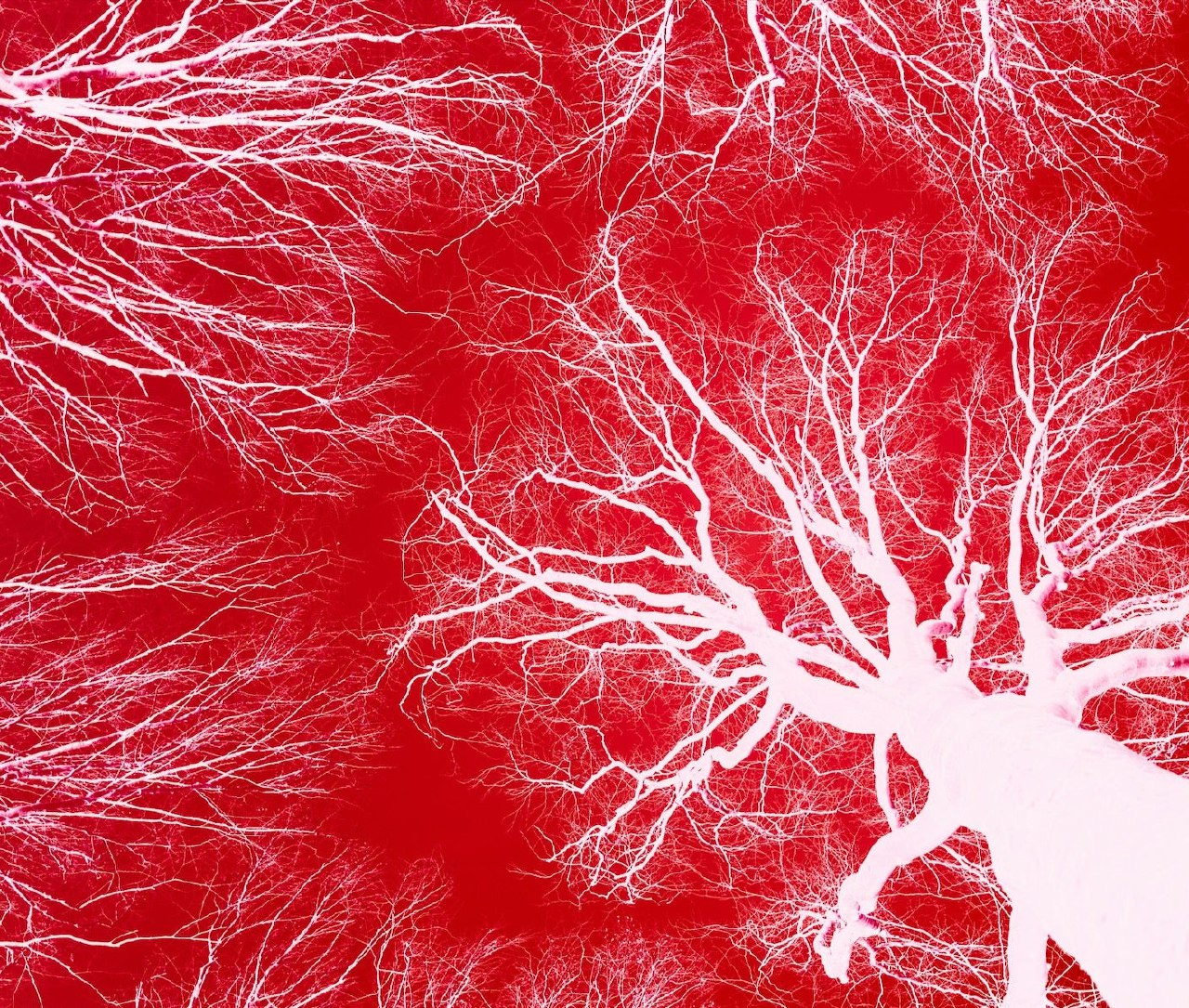 مشکل بزرگ در چاپ اندام حل شد؛ طراحی شبکه رگ‌های خونی با سرعت بالا