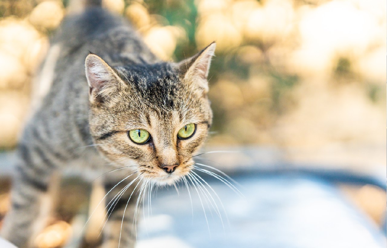 هشدار: بدافزار SparkKitty از طریق اپ‌های جعلی عکس‌های شما را می‌دزدد