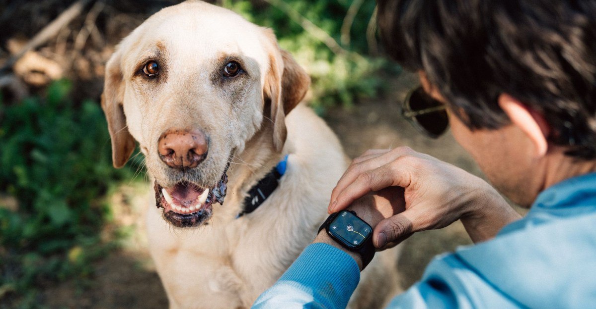 قلاده هوشمند جدید Fi رفتار سگ‌ها را با AI پایش می‌کند