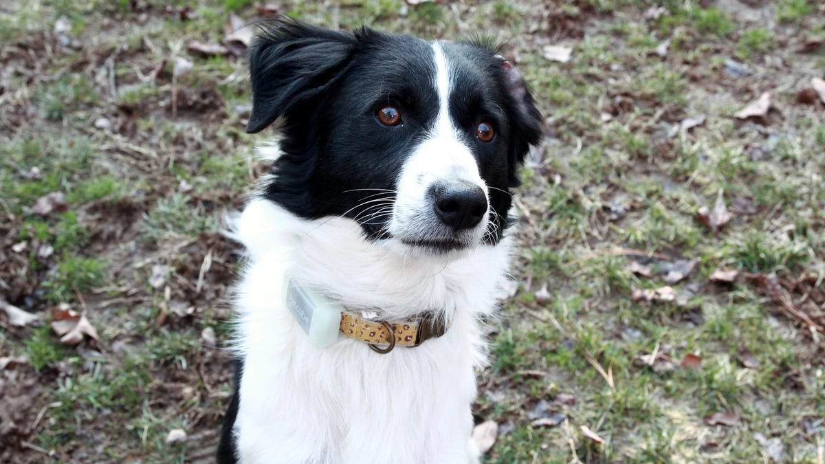 پت‌کیوب ردیاب GPS هوشمند برای سگ‌ها معرفی کرد