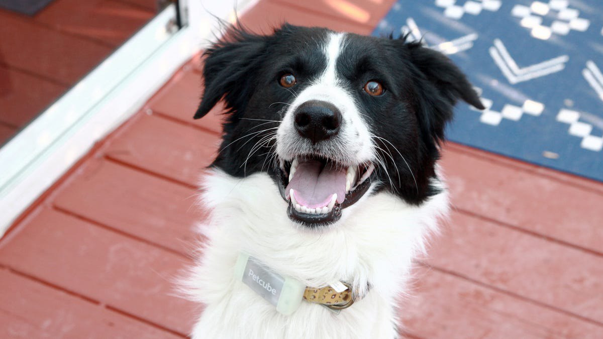 ردیاب پت‌کیوب: آرامش خیال با اشتراک ماهانه