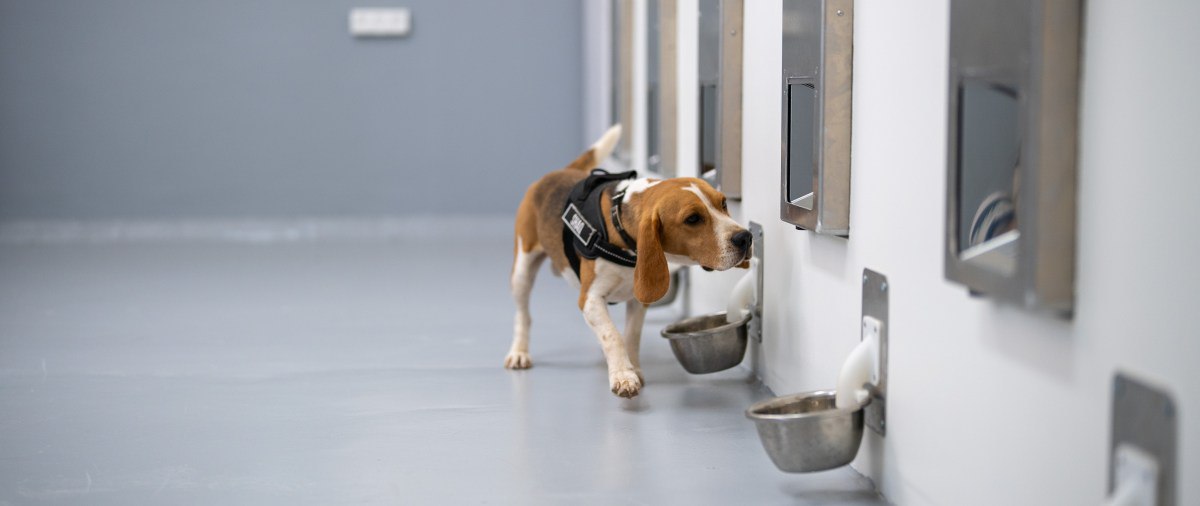 تشخیص سرطان با هوش مصنوعی و حس بویایی سگ‌ها