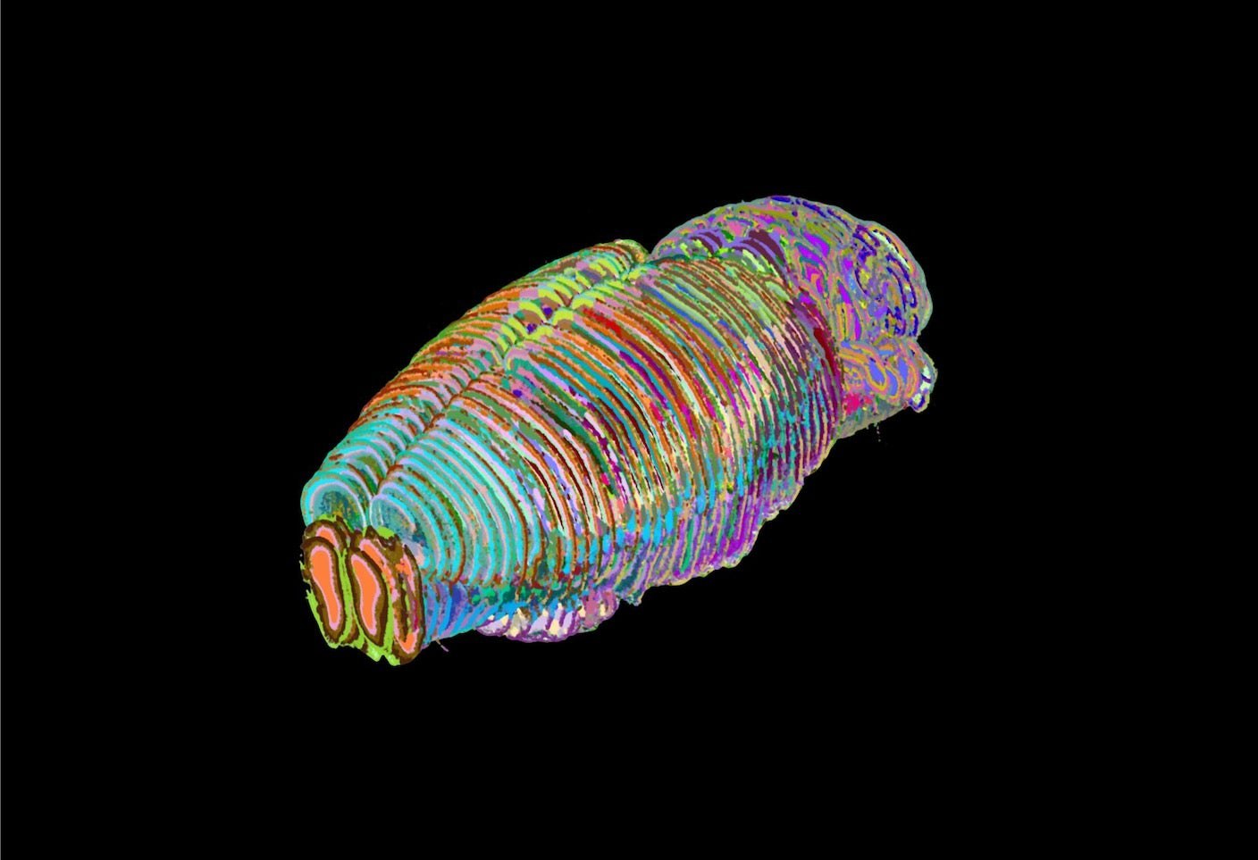 هوش مصنوعی نقشه مغز را با جزئیاتی بی‌نظیر ترسیم کرد